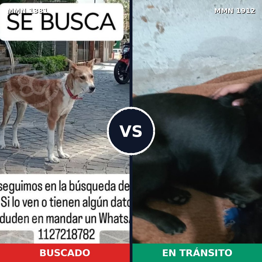 Comparativa MMS 40970: mascota perdida y mascota encontrada, 51% de similitud