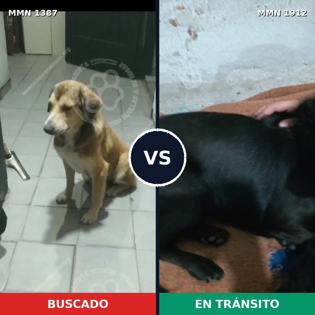 Comparativa MMS 40971: mascota perdida y mascota encontrada, 52% de similitud