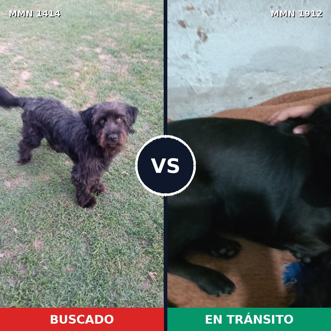 Comparativa MMS 40973: mascota perdida y mascota encontrada, 46% de similitud