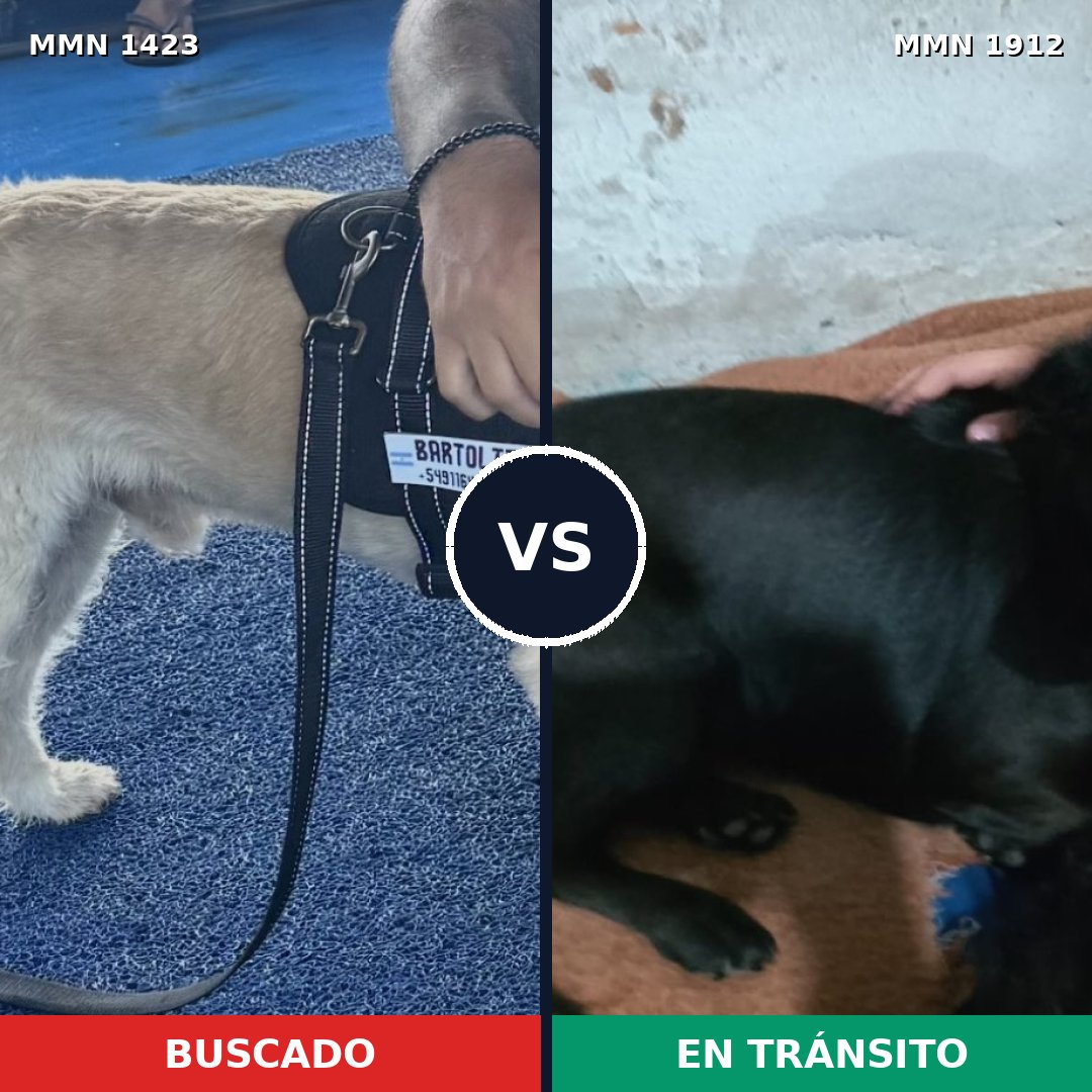 Comparativa MMS 40974: mascota perdida y mascota encontrada, 60% de similitud