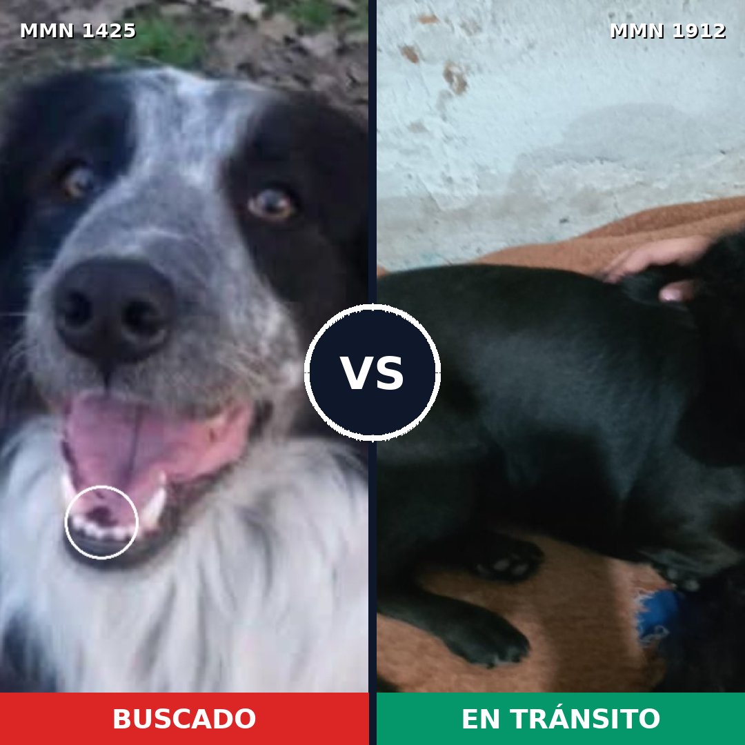 Comparativa MMS 40975: mascota perdida y mascota encontrada, 41% de similitud