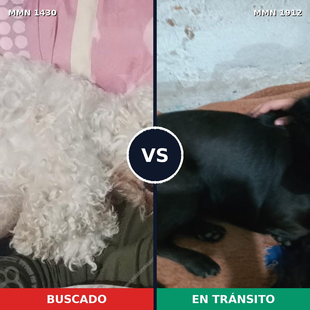 Comparativa MMS 40977: mascota perdida y mascota encontrada, 52% de similitud