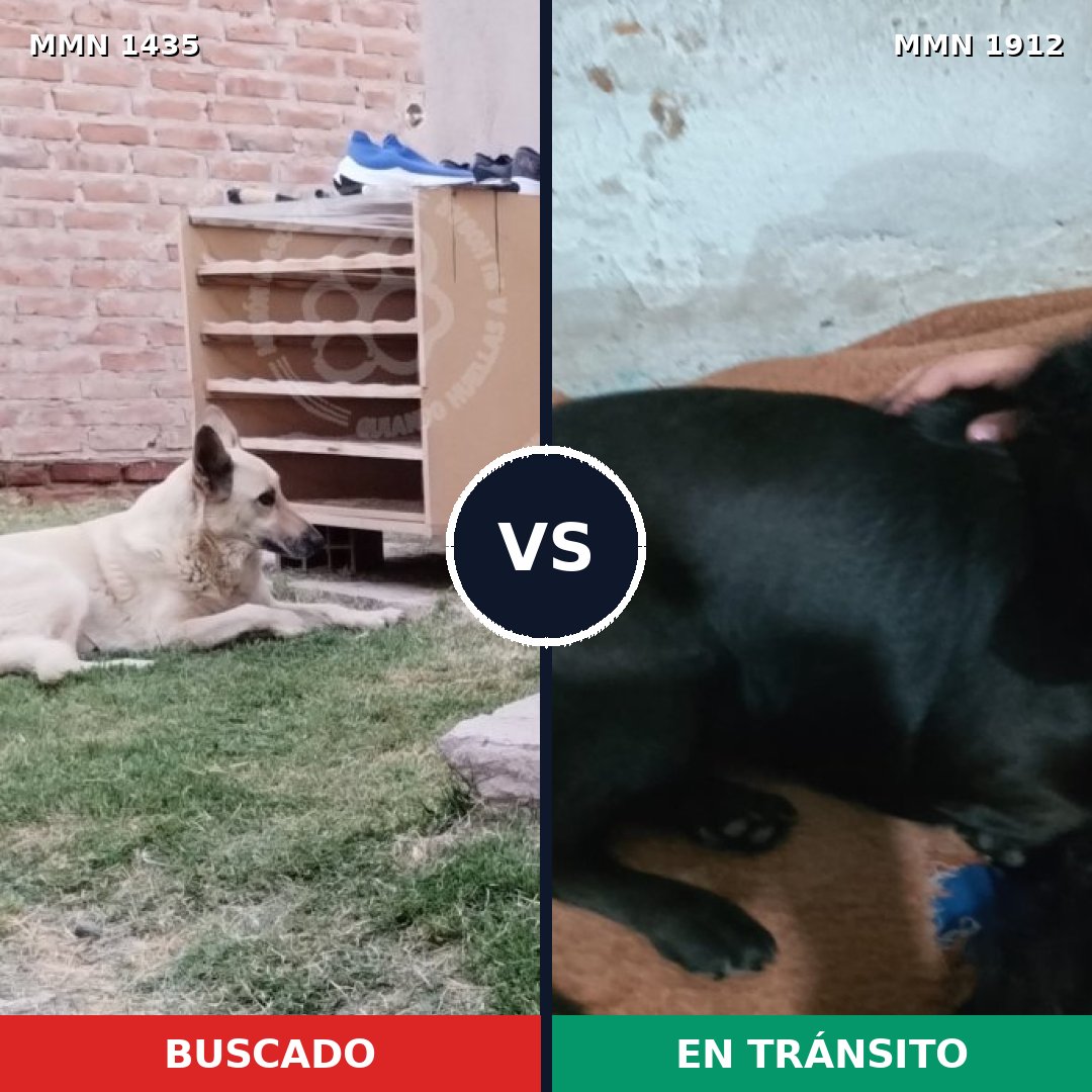 Comparativa MMS 40978: mascota perdida y mascota encontrada, 47% de similitud