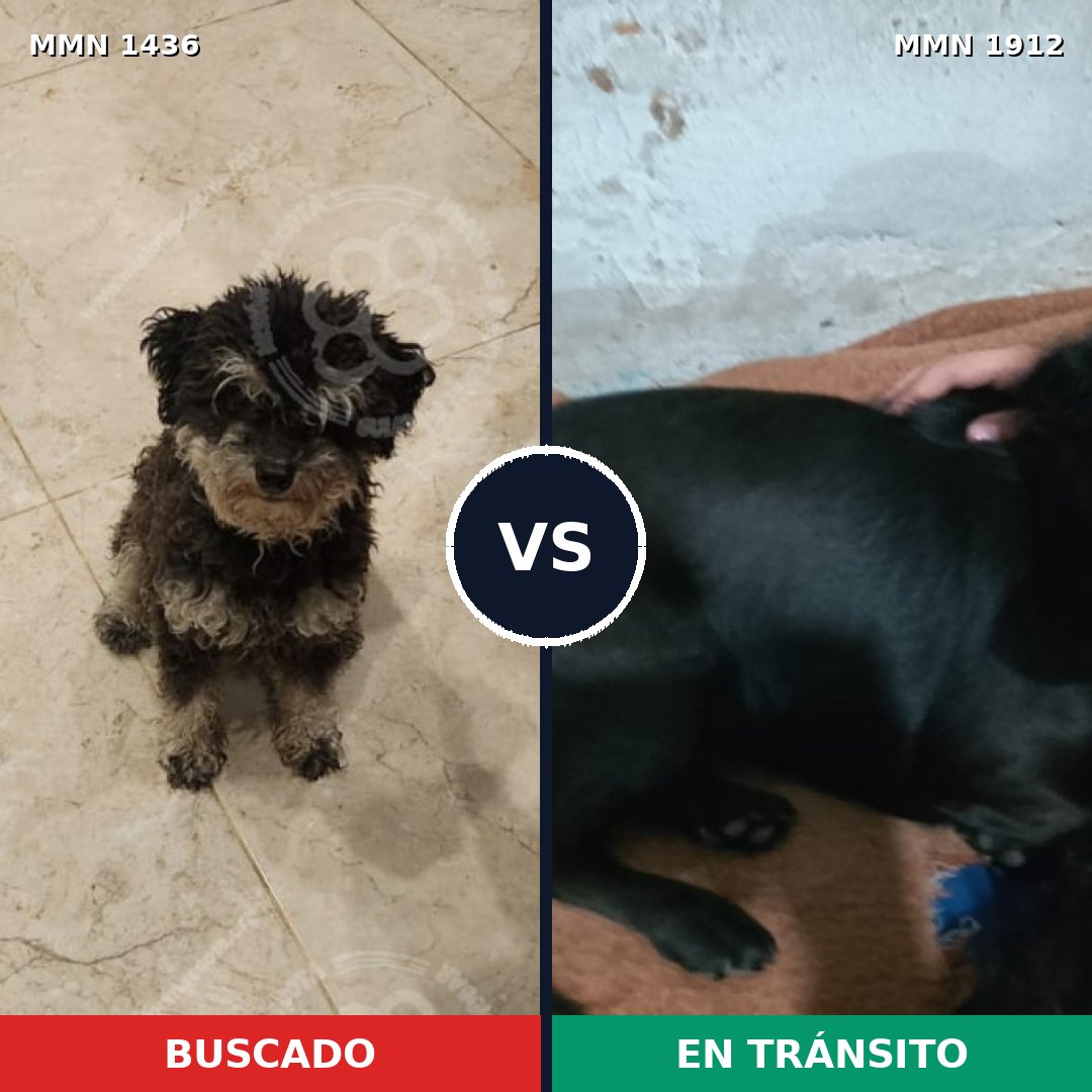 Comparativa MMS 40979: mascota perdida y mascota encontrada, 79% de similitud