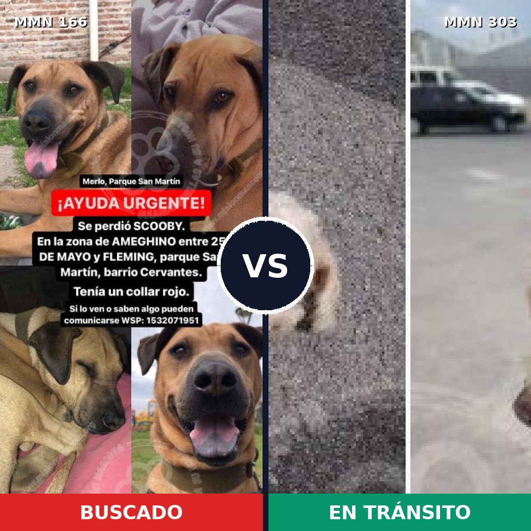 Comparativa MMS 4098: mascota perdida y mascota encontrada, 6% de similitud