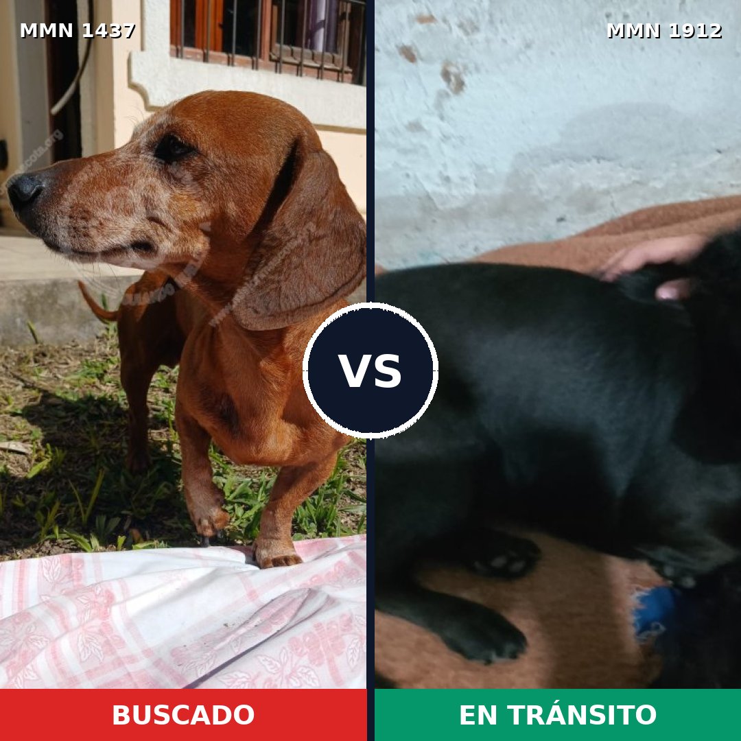 Comparativa MMS 40980: mascota perdida y mascota encontrada, 46% de similitud