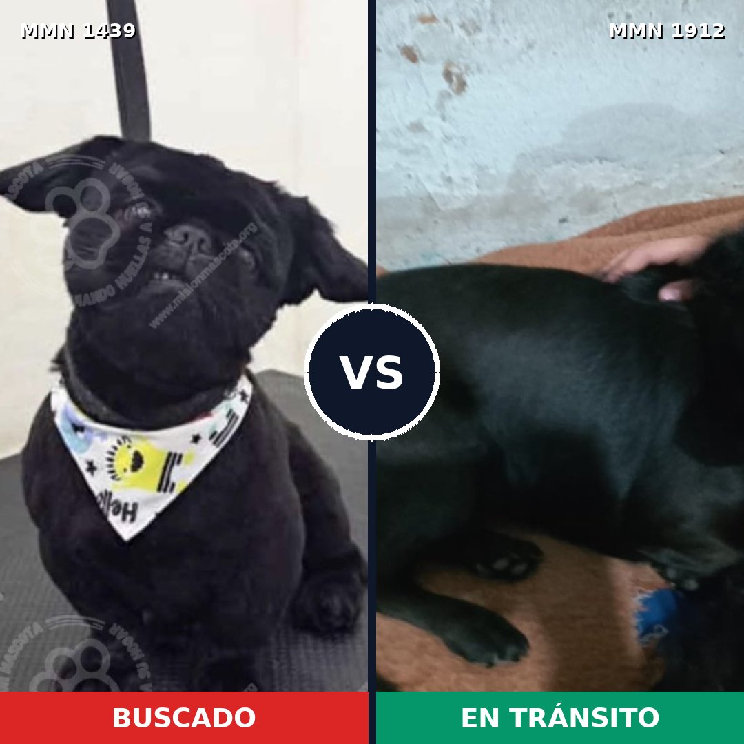 Comparativa MMS 40981: mascota perdida y mascota encontrada, 48% de similitud