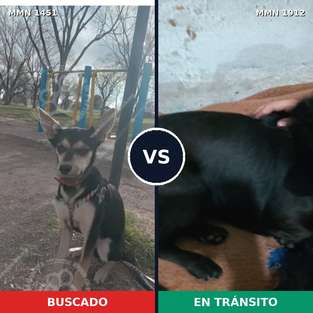 Comparativa MMS 40983: mascota perdida y mascota encontrada, 73% de similitud