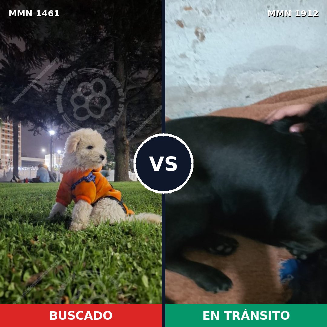Comparativa MMS 40985: mascota perdida y mascota encontrada, 43% de similitud