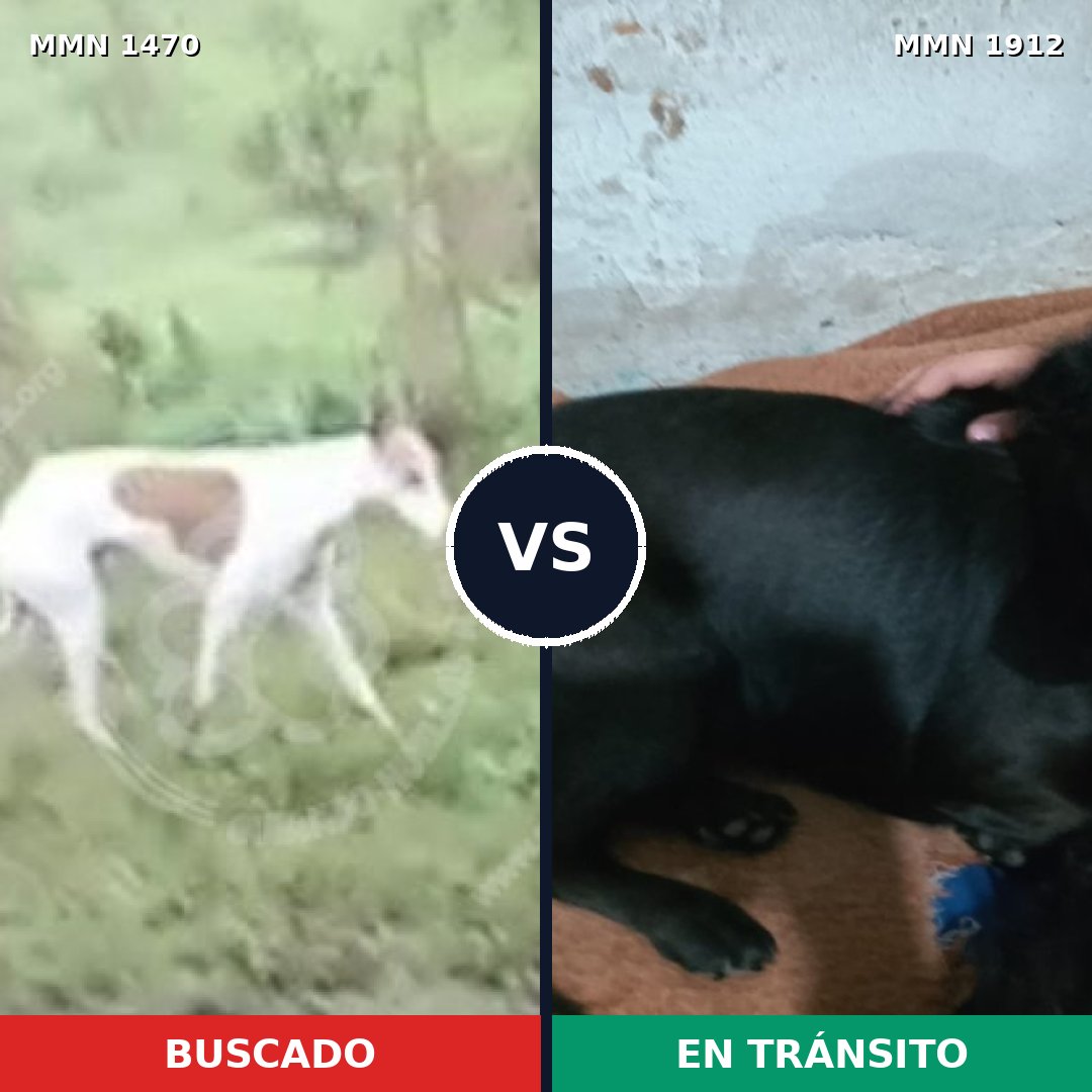 Comparativa MMS 40987: mascota perdida y mascota encontrada, 41% de similitud
