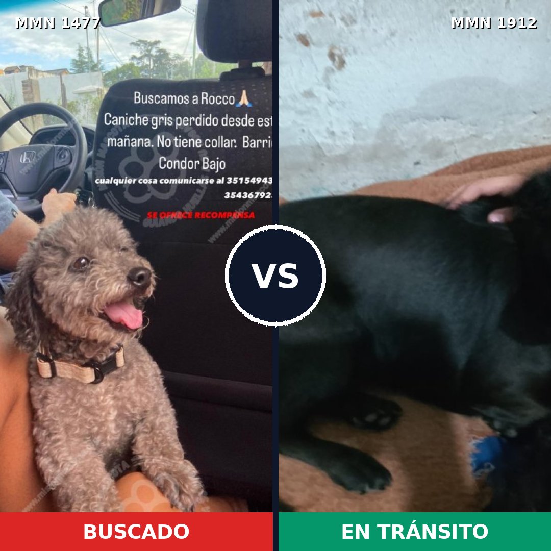 Comparativa MMS 40988: mascota perdida y mascota encontrada, 38% de similitud