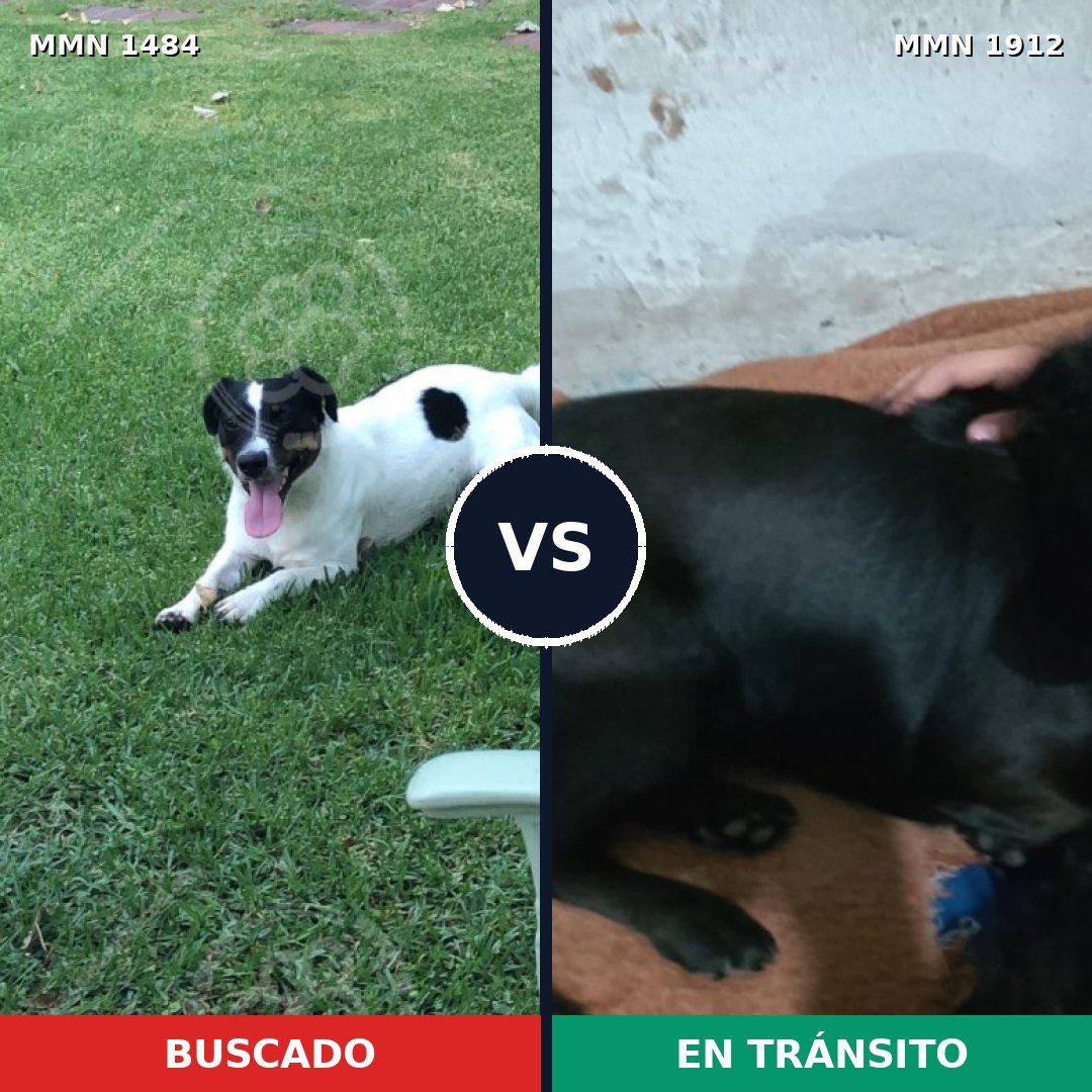 Comparativa MMS 40989: mascota perdida y mascota encontrada, 58% de similitud