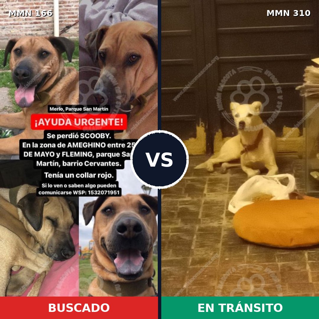 Comparativa MMS 4099: mascota perdida y mascota encontrada, 11% de similitud
