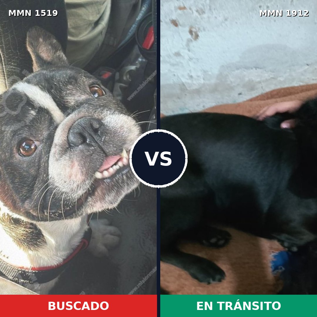 Comparativa MMS 40990: mascota perdida y mascota encontrada, 46% de similitud