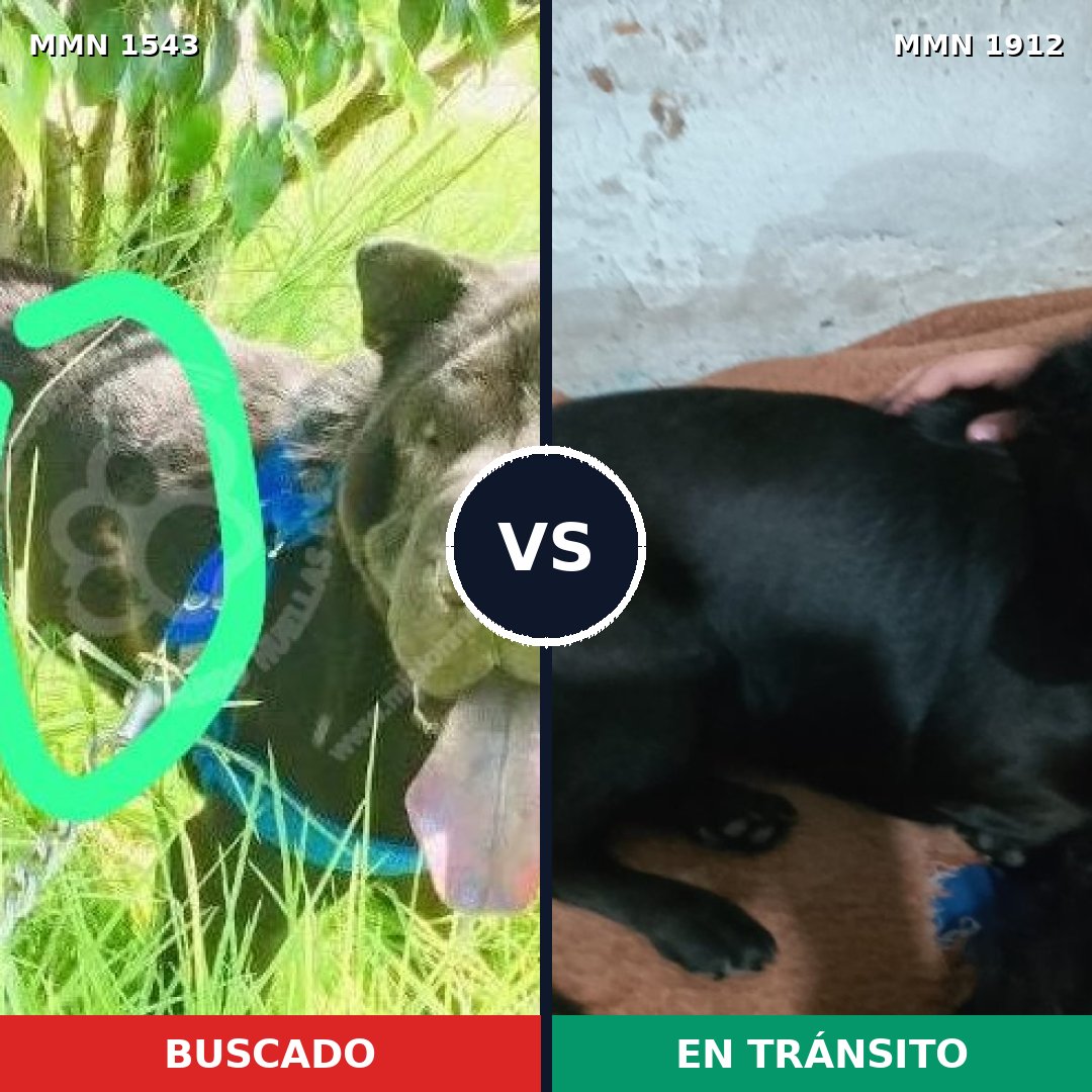 Comparativa MMS 40992: mascota perdida y mascota encontrada, 44% de similitud