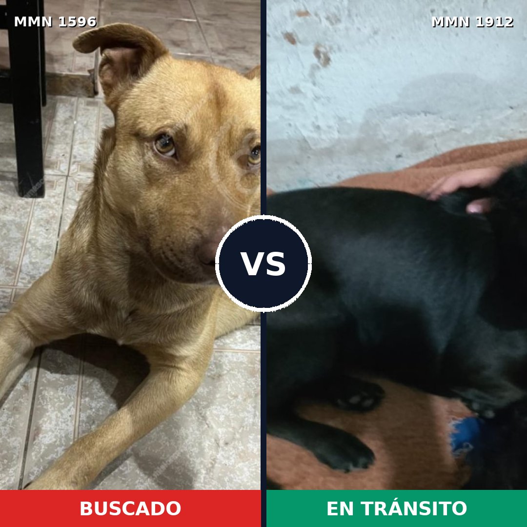 Comparativa MMS 40995: mascota perdida y mascota encontrada, 56% de similitud