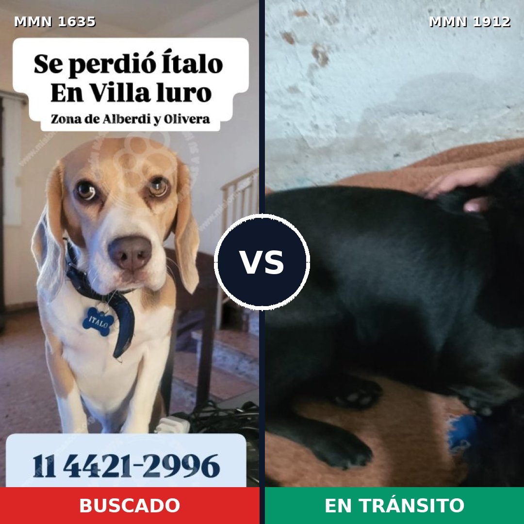 Comparativa MMS 40998: mascota perdida y mascota encontrada, 40% de similitud