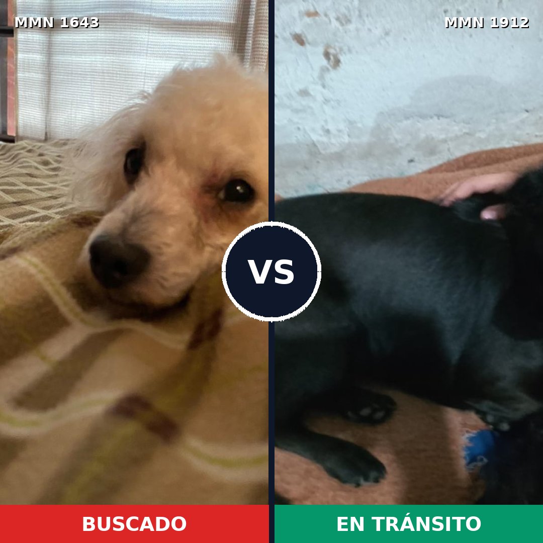 Comparativa MMS 40999: mascota perdida y mascota encontrada, 30% de similitud