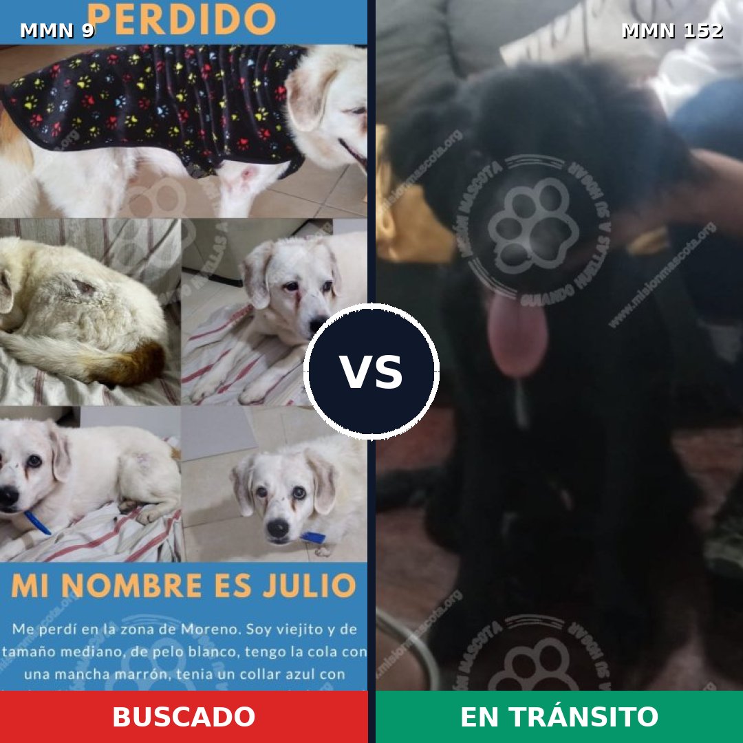 Comparativa MMS 410: mascota perdida y mascota encontrada, 70% de similitud