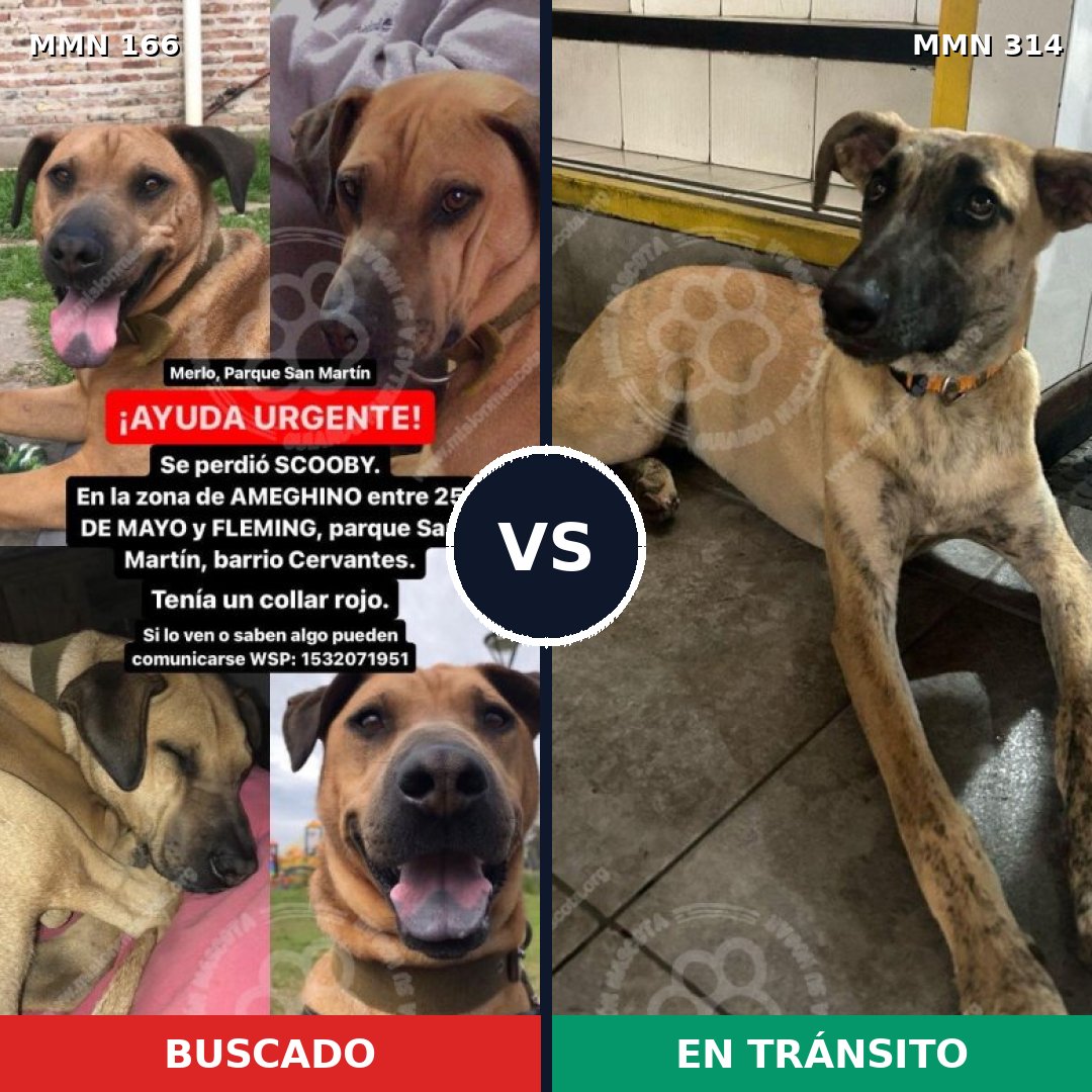 Comparativa MMS 4100: mascota perdida y mascota encontrada, 63% de similitud
