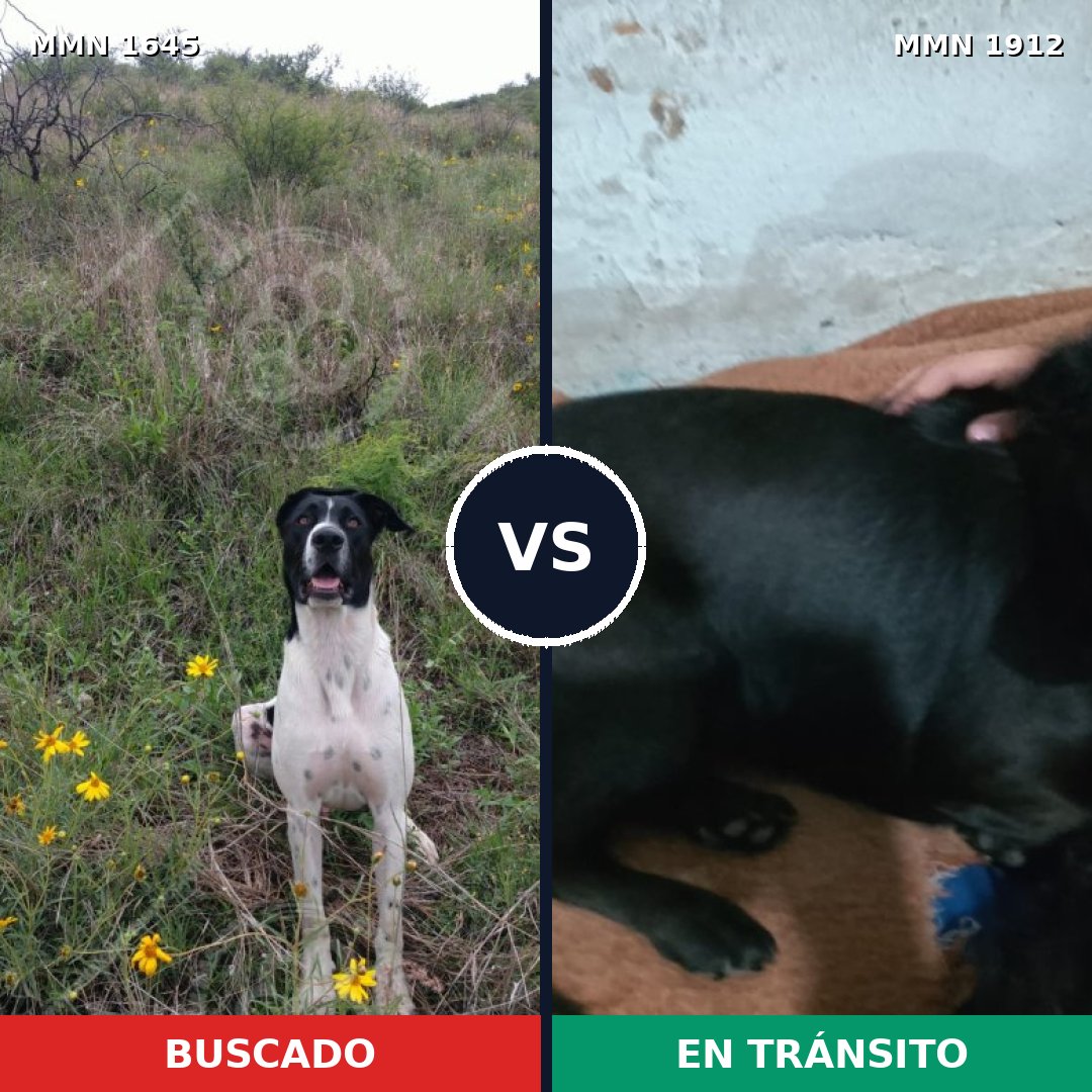 Comparativa MMS 41000: mascota perdida y mascota encontrada, 44% de similitud