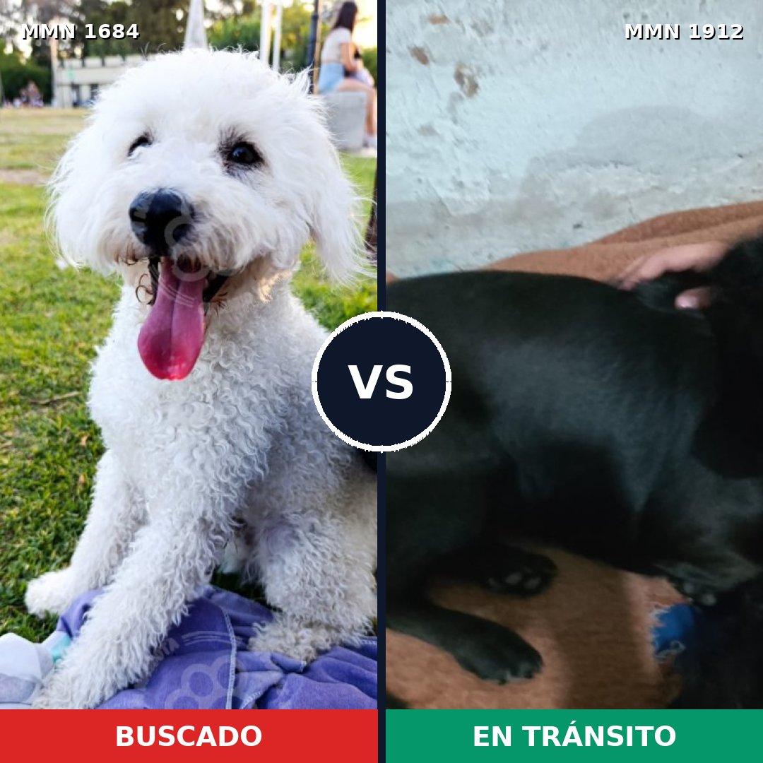 Comparativa MMS 41001: mascota perdida y mascota encontrada, 52% de similitud