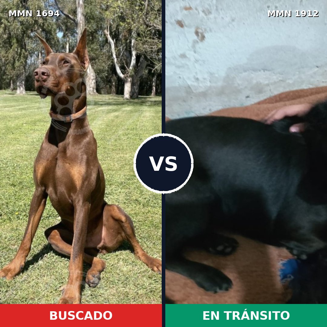 Comparativa MMS 41003: mascota perdida y mascota encontrada, 38% de similitud