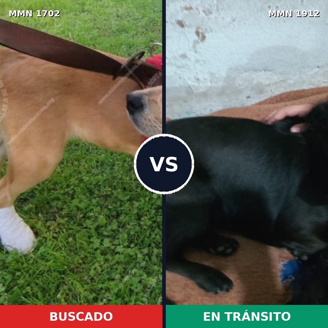 Comparativa MMS 41004: mascota perdida y mascota encontrada, 62% de similitud