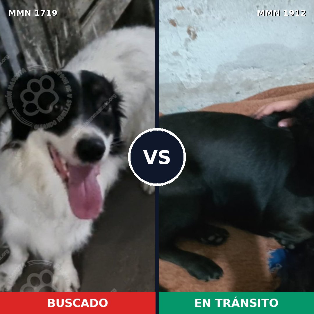 Comparativa MMS 41005: mascota perdida y mascota encontrada, 71% de similitud