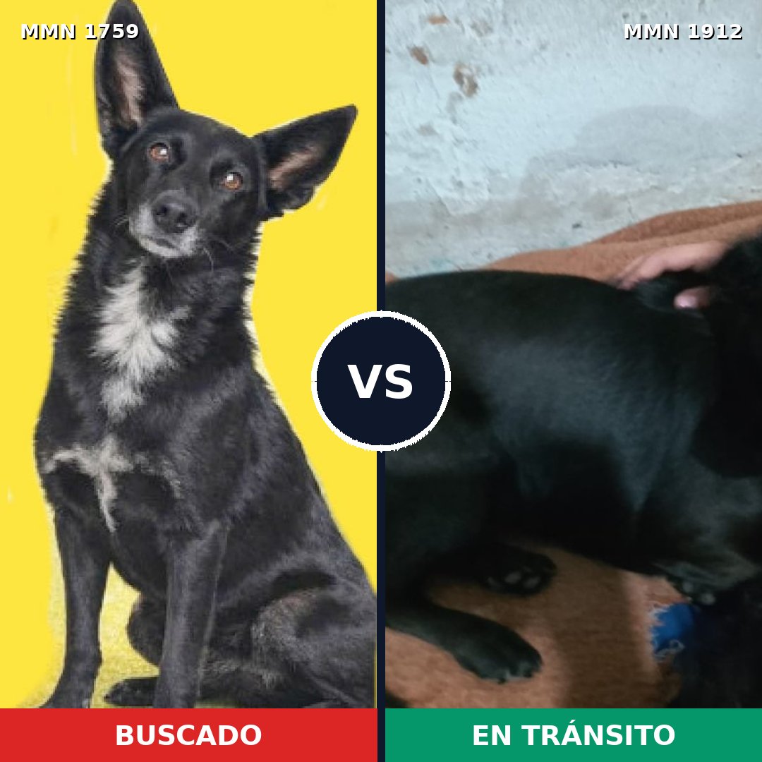 Comparativa MMS 41008: mascota perdida y mascota encontrada, 77% de similitud