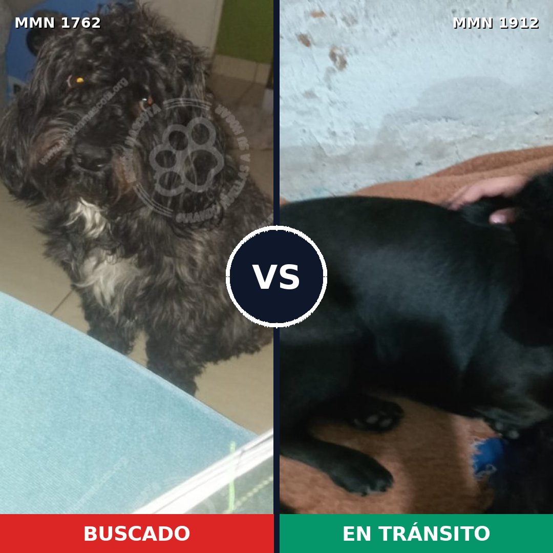Comparativa MMS 41009: mascota perdida y mascota encontrada, 53% de similitud