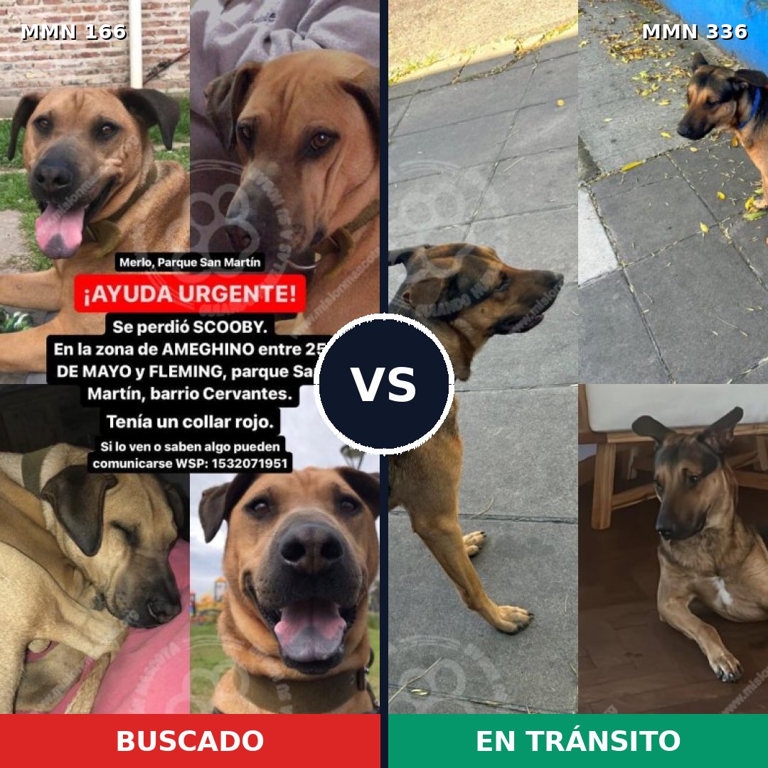 Comparativa MMS 4101: mascota perdida y mascota encontrada, 12% de similitud