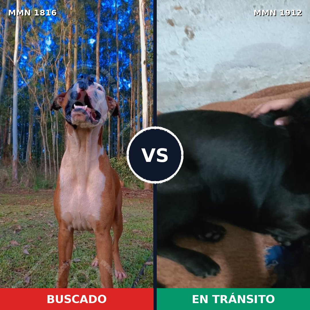 Comparativa MMS 41011: mascota perdida y mascota encontrada, 57% de similitud