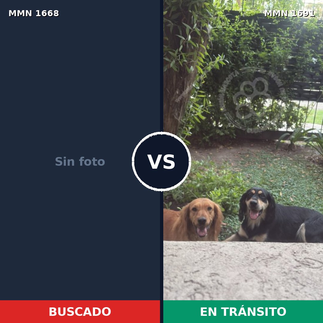 Comparativa MMS 41018: mascota perdida y mascota encontrada, 42% de similitud