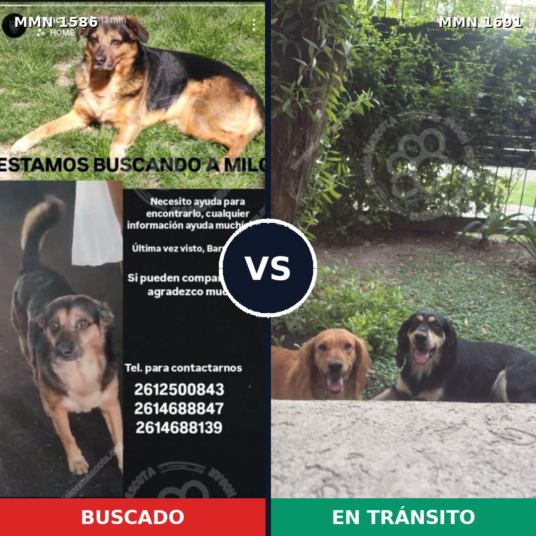 Comparativa MMS 41019: mascota perdida y mascota encontrada, 77% de similitud