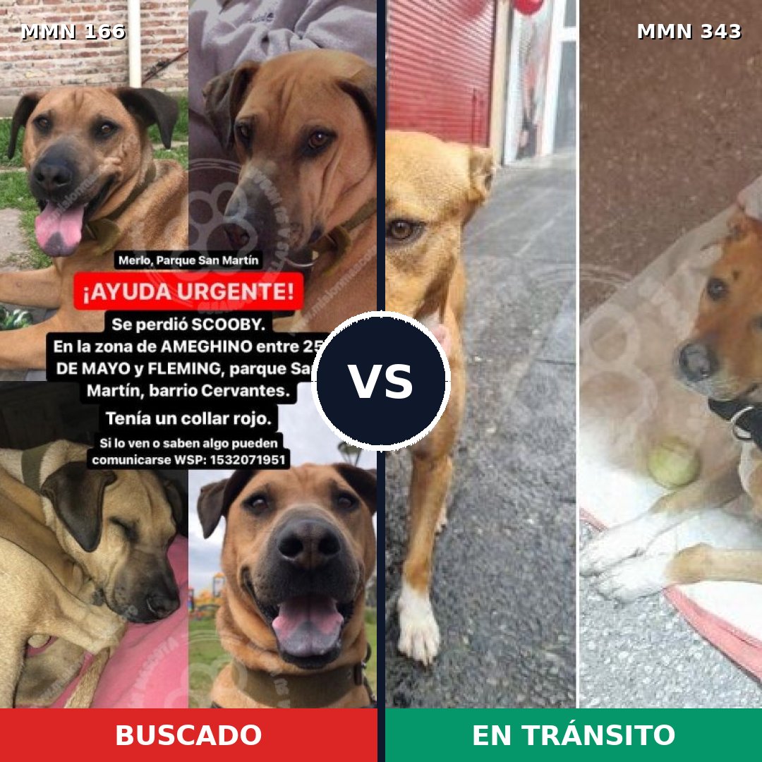 Comparativa MMS 4102: mascota perdida y mascota encontrada, 12% de similitud