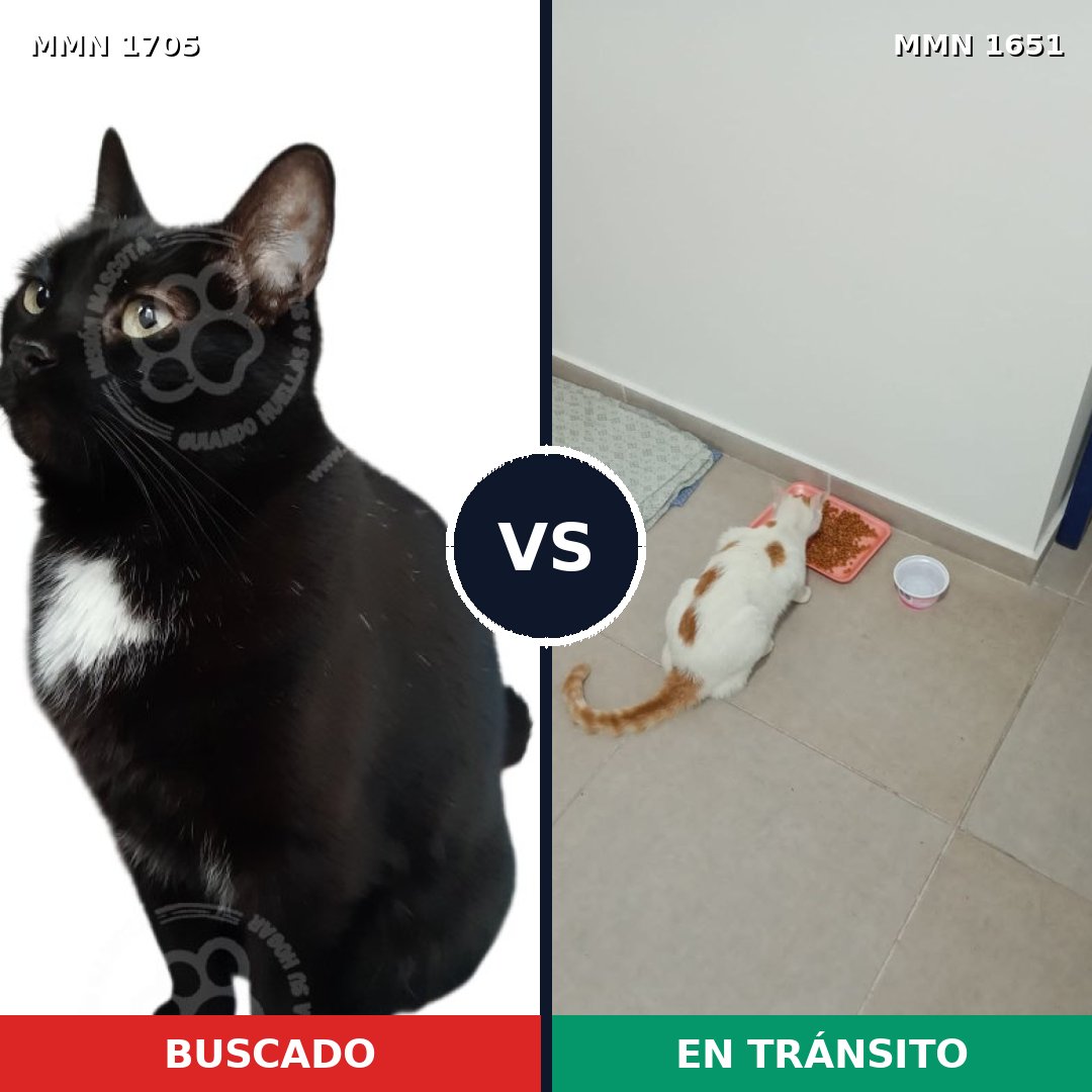 Comparativa MMS 41023: mascota perdida y mascota encontrada, 49% de similitud