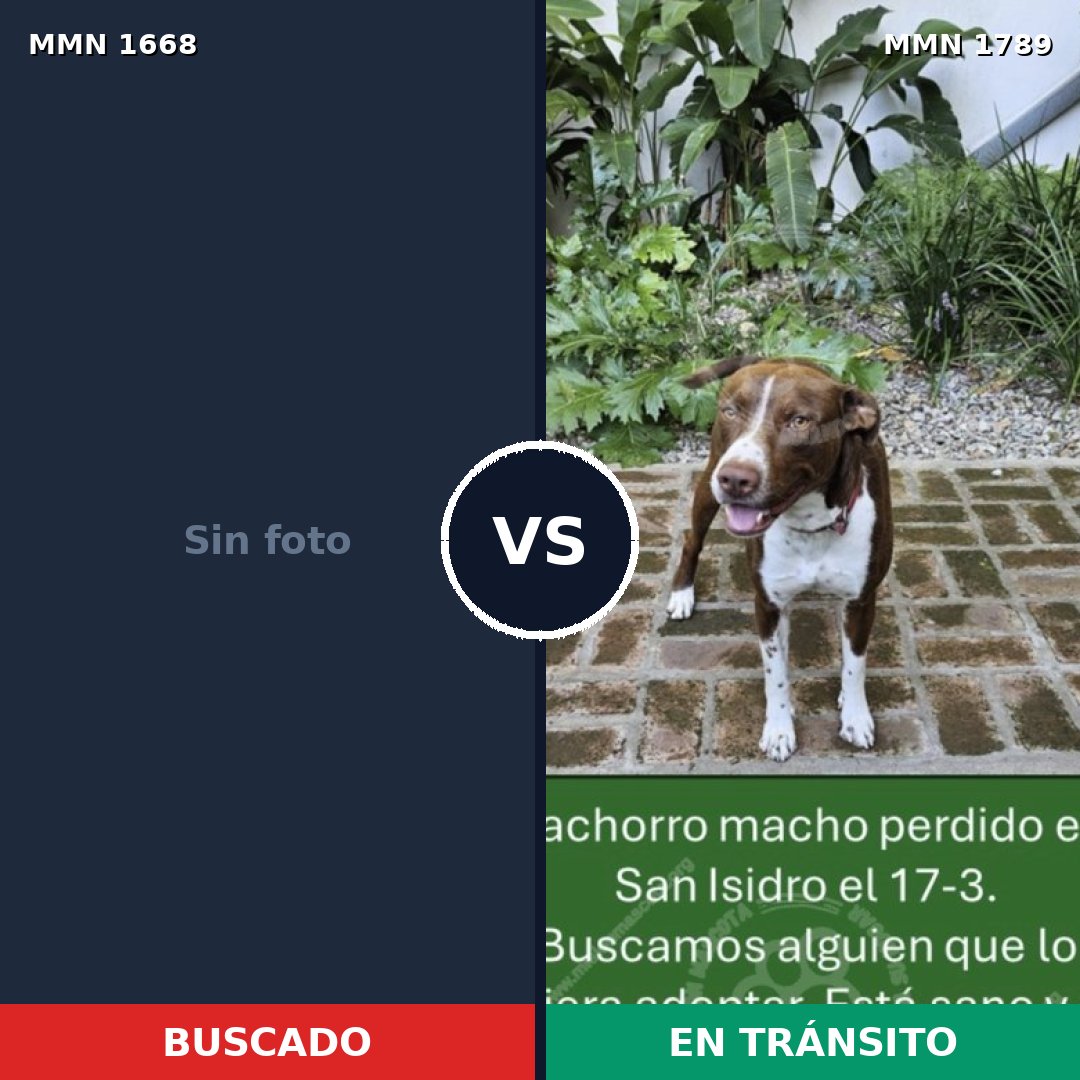 Comparativa MMS 41027: mascota perdida y mascota encontrada, 34% de similitud