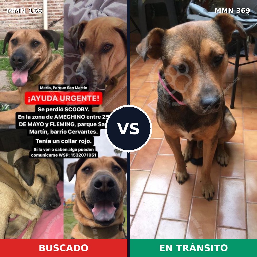 Comparativa MMS 4103: mascota perdida y mascota encontrada, 23% de similitud