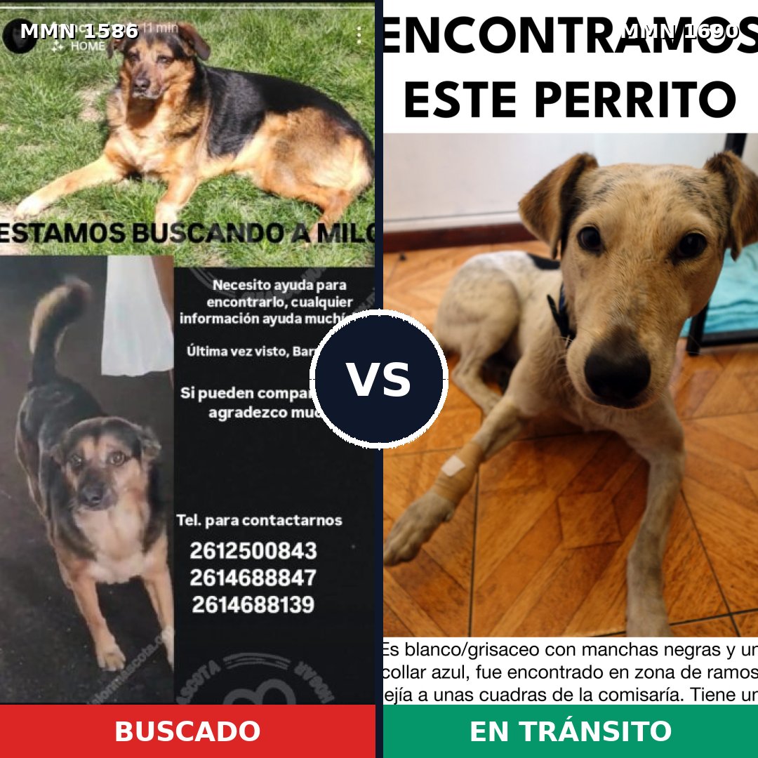 Comparativa MMS 41031: mascota perdida y mascota encontrada, 59% de similitud