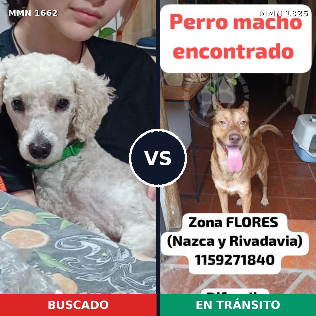 Comparativa MMS 41032: mascota perdida y mascota encontrada, 30% de similitud