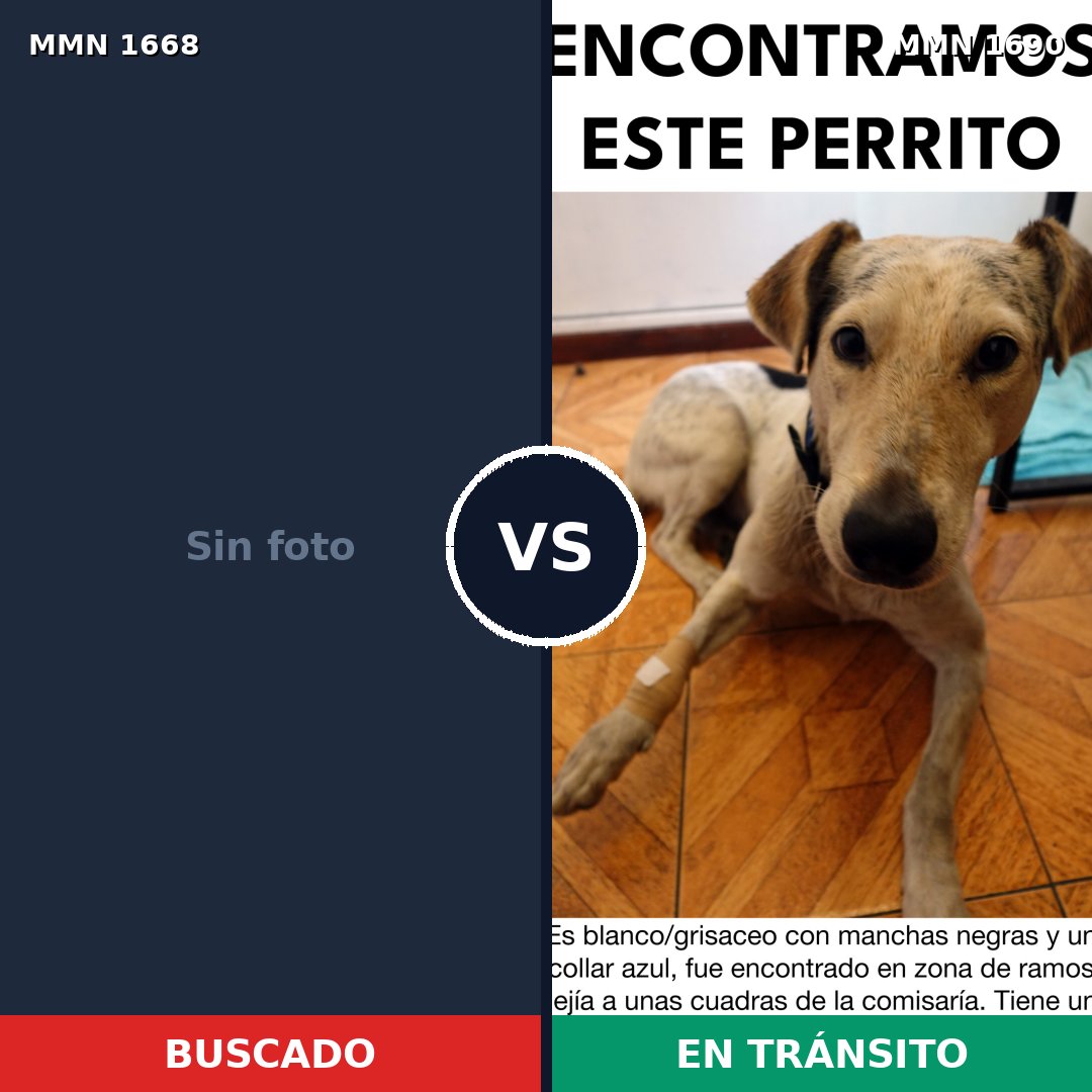 Comparativa MMS 41033: mascota perdida y mascota encontrada, 28% de similitud