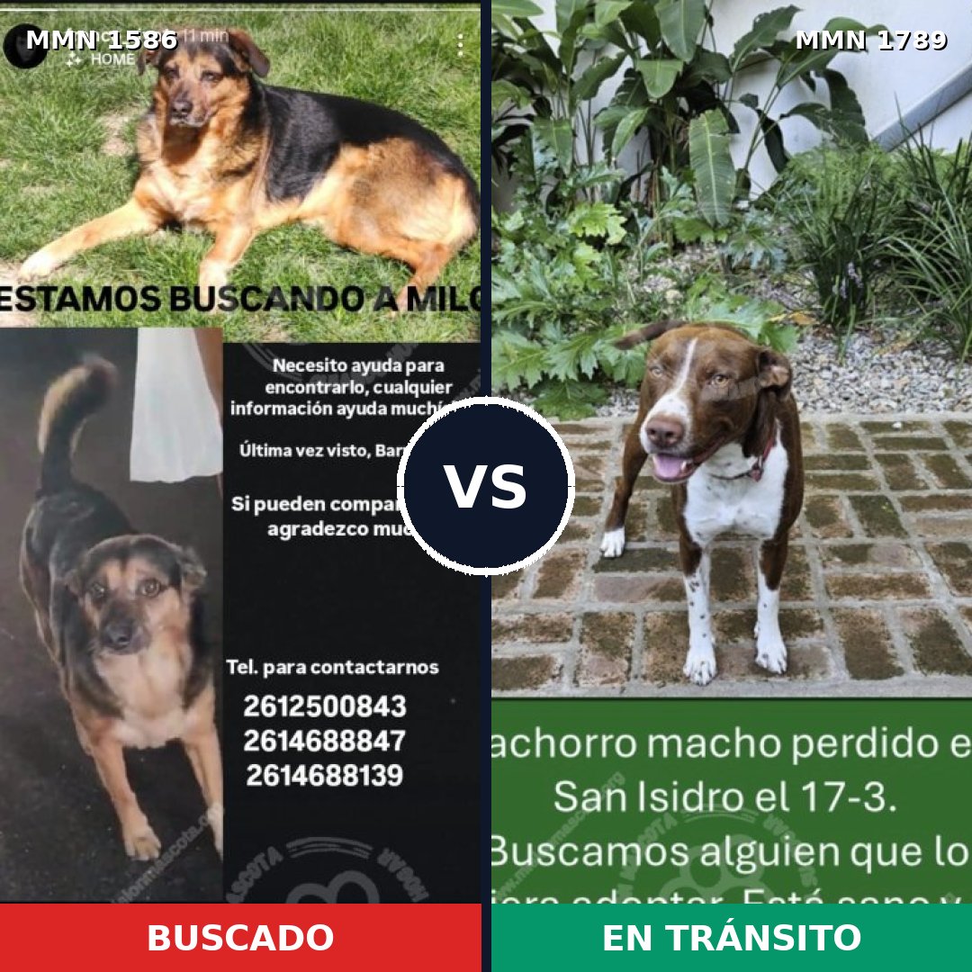Comparativa MMS 41035: mascota perdida y mascota encontrada, 33% de similitud