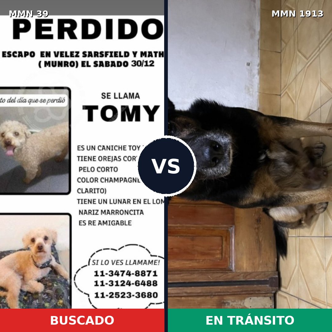 Comparativa MMS 41038: mascota perdida y mascota encontrada, 25% de similitud