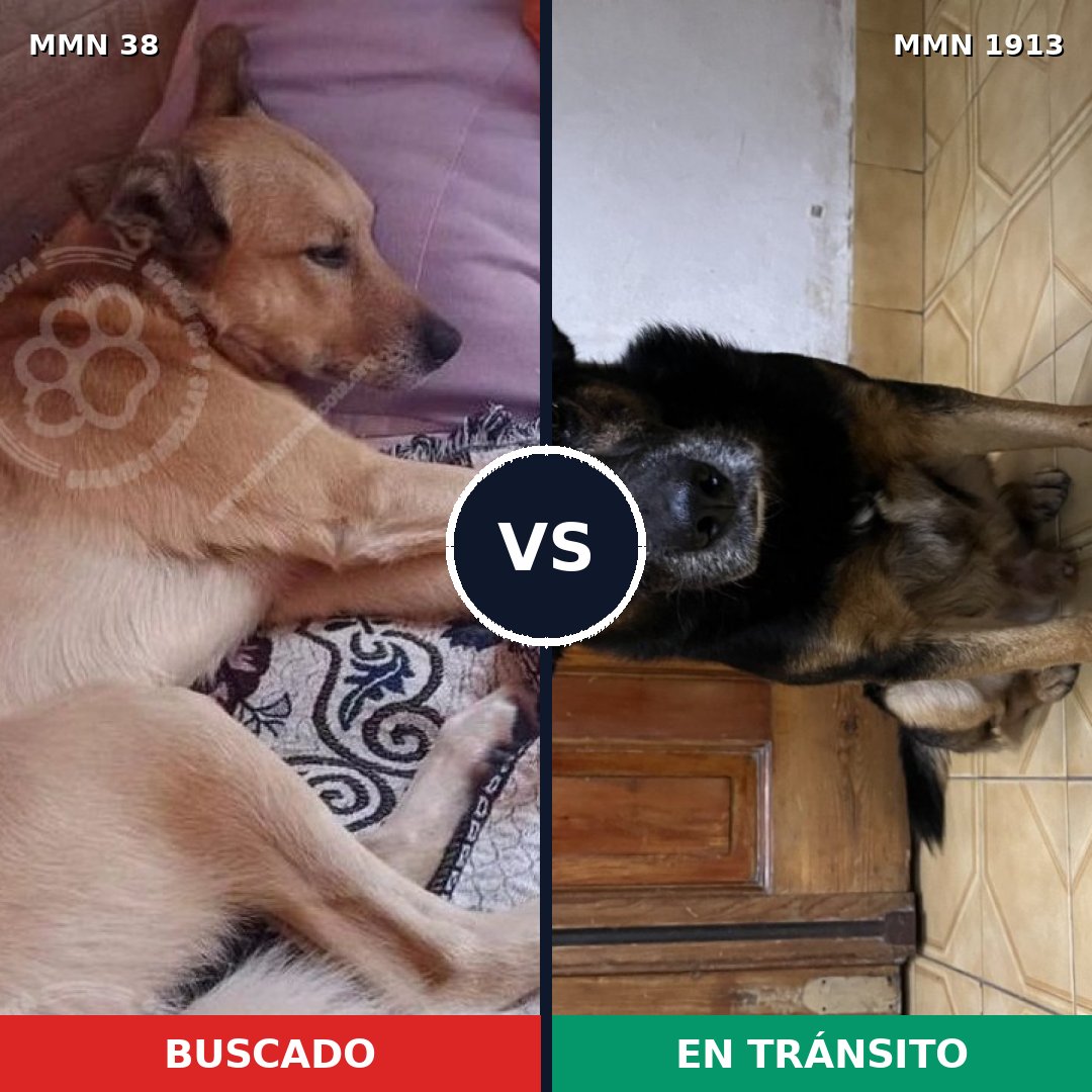 Comparativa MMS 41039: mascota perdida y mascota encontrada, 73% de similitud