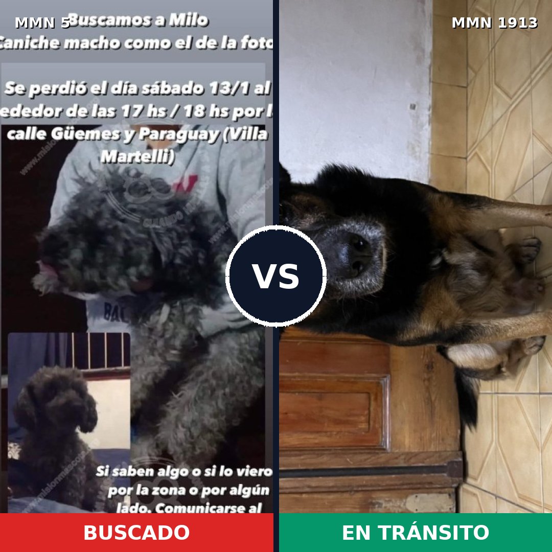Comparativa MMS 41041: mascota perdida y mascota encontrada, 45% de similitud