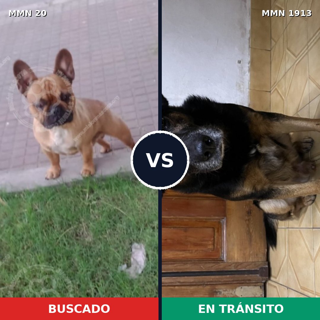 Comparativa MMS 41046: mascota perdida y mascota encontrada, 39% de similitud