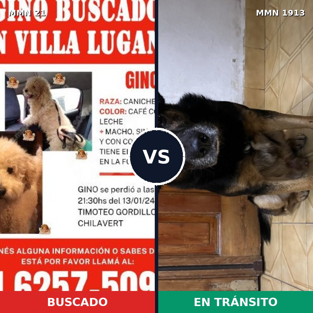 Comparativa MMS 41047: mascota perdida y mascota encontrada, 41% de similitud