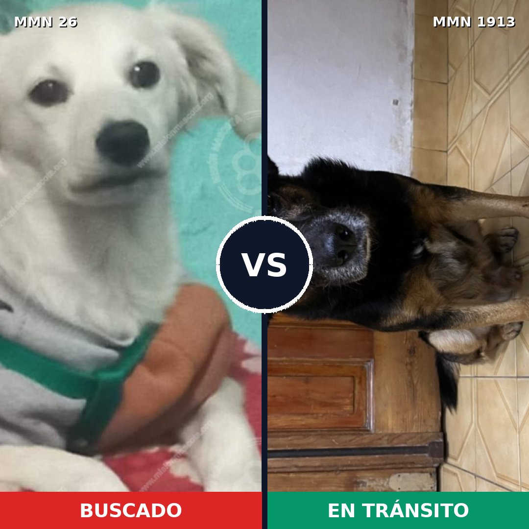 Comparativa MMS 41049: mascota perdida y mascota encontrada, 56% de similitud
