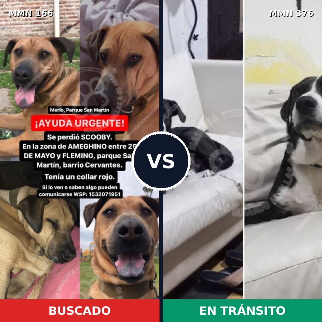 Comparativa MMS 4105: mascota perdida y mascota encontrada, 8% de similitud
